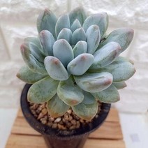 후레뉴 목대 중품 예쁜 다육 식물 랜덤1-150