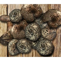 [냉동능이버섯] 티벳농부 냉동 능이버섯 2kg, A급 2kg, 1개