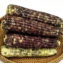 건강의정석 쫀득쫀득 고소한 농협 찐 냉동 흑찰옥수수 검정옥수수 자색옥수수, 9) 찐 냉동 흑찰옥수수 21개(3개x7팩)