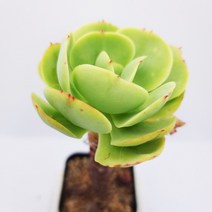 둥근잎비취후리데 다육이 겨울다유기 다육식물 목150, 단품