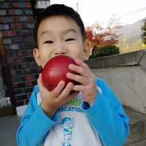 2021년 금가네꿀사과 가정용 경북영주사과 부사 소백산 안동 대구 부석사과 5kg 10kg, 가정용 중소과5KG