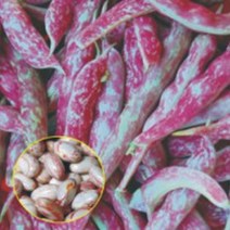 얼룩 난쟁이 강남콩 채소 씨앗 씨 종자 품종 콩 30gP7.7eA, 본상품선택