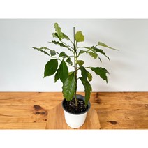 (한정특가)쿠바크리스탈마운틴커피나무 품종이확실한커피나무