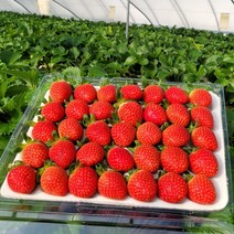 최상급 산지직송 설향딸기, 42구(미니딸기 700g)