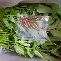 함안둑방 공심채, 1box, 3kg
