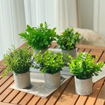 모두샵 1+1 미니 조화 화분 인테리어 나무 테이블 장식 소형 식물, 후로킹 유칼리(소잎)