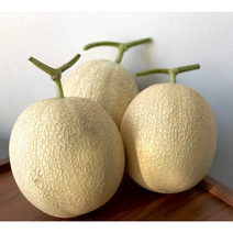 [국내산/국산] 오리지널 하니원메론 2.kg내외 2통 고당도 프리미엄 허니원멜론 꿀멜론 하니원 멜론 머스크 메론 허니원, 2통(2.5kg)-프리미엄