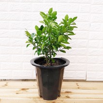 [하늘꽃농원] 유주나무 사계귤 새콤한 맛