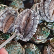 싱싱해 완도 활 전복 선물세트, 1box, 9호 (꼬마) 28-32미