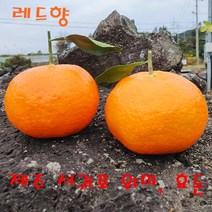 제주 서귀포 위미 효돈 레드향 한라봉 당일수확후 배송 2kg 3kg 5kg 가정용과 선물용세트, 3kg(선물용고급)