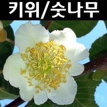 키위(숫나무/도마리) 나무 묘목 키1.5m(분) 1개/유실수/과수