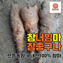 경북 영주 참마 약마 산마 5kg 국산 평은으뜸농장 산지직송, 참마(상) 5kg