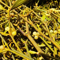 [지리산농부마을] 지리산 참나무에서 자생한 겨우살이 ( 생겨우살이 / 건겨우살이 ) 곡기생, 생겨우살이(1kg)