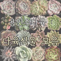 용인수다육 국민다육이 모음 다육식물 배합토 산야초 세척마사토 집꾸미기 공기정화 선인장 파인애플식물, 126.백봉 대
