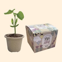 오늘도 새싹 - 지피포트 강낭콩 키우기/ 모종키우기 원예체험 재배 식물키우기