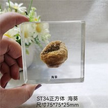 조각품 진짜 식물 곤충 견본 거북이 머리 거미 잠자리 불가사리 수지 홈 테이블, 08 8