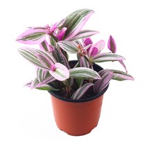 미미네가든 삼색달개비 1포트 - 플렌테리어 거실화분, 단품, 1개