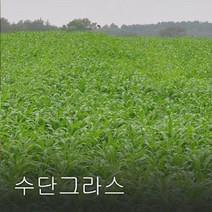 엔앤케이 수단그라스 씨앗 10kg 녹비작물 종자, 1개