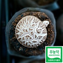 무농약 표고버섯 1kg 선물 흑화고 산지직송 생표고, 1개, 특상품 1kg