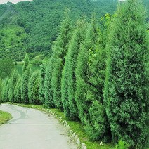 착한가격 나무생각 / 편백나무 / 실생2년 / 포트묘 / 20주, 주