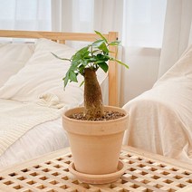 파키라 바키라 중품 토분 공기정화식물, 스팡 독일초코 + 토분받침