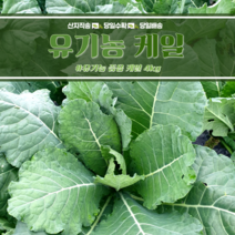 유기농인증 즙용케일 4kg, 유기농 즙용케일 4kg
