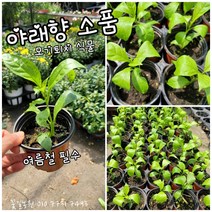 야래향 모기퇴치 여름철필수식물 01 신상품 특 랜덤 공기정화식물/미세먼지/공기정화효과 공기정화식물