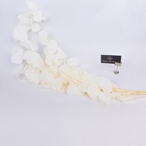 우체통 우편함 건의함 자연 말린 꽃 보존 사과 잎 웨딩 장식 실제 식물 유칼립투스 정원 홈 액세서리 100g, [07] White