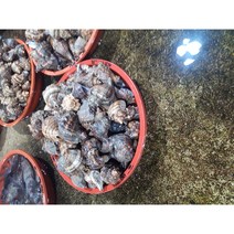지웅수산 삐뚤이 소라 1kg, 삐뚤이소라 대 1kg, 1팩