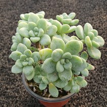 봄의정원 라울