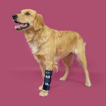 앞다리 보조기 BT BONE 발토보호대 /앞다리골절 강아지 재활 점펫, XS