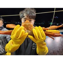 이바다수산 속초 홍게 박달 자숙 대게 3kg, 활게 고급형 3kg (약7미), 1개
