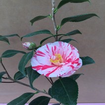 [해피그린 화원] 알록달록 아름다운 무늬를 가진 오색동백 350 화원 농원