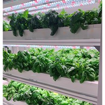 국내산 스위트 바질 100g
