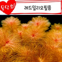 [물멍초] 오렌지 빛의 매력적인 수초 레드밀리오필름 3촉