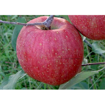 사과나무 - 부사 결실주 분뜨기, 1개