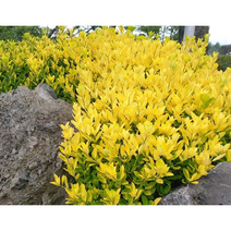 황금사철나무 10cm화분묘 묘목 3개 노지월동 다년초 관상수 울타리장식 [케이야생화]