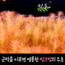 [미초] 로타라 왈리키 수초 3촉 & 10촉 / 유경 수초 / 초보자 수초 / 어항 수초