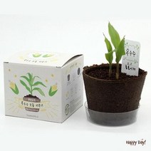 학습 채소밭 마당 화분 재배 키우기 씨앗 베란다 친환경 키트 텃밭 어린이 옥상 미니, 상세페이지 참조6, 강낭콩