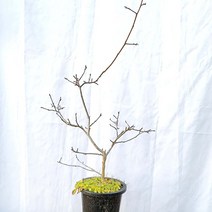 소재 애기 감나무 노아시 열매 나무 분재 화분 반려 식물 키우기