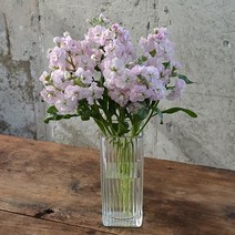 스토크 향이좋은꽃 생화택배 꽃다발 겨울꽃, 핑크