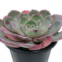 핑크플로라-에케베리아/주걱형잎/로제트/다육식물, 1개