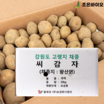 강원도 왕산면 채종 씨감자 수미 20kg 보급종 감자씨