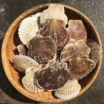 가리비1kg 제철 캠핑모듬조개 해물탕 찜 해산물 수산물 바지락 째복 명주 비단 갈미 백합조개 백상합 모시 뿔소라 대왕 참가리비구이 키조개 전복 삐뚤이소라 밀고동 돌조개 흠스수산, 2개, 2kg