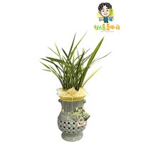태양금 동양란 개업 승진 축하화분 인테리어화분 동양난, 동양란 - 태양금, 지방 구 단위 지역(배송비 1만원 추가)