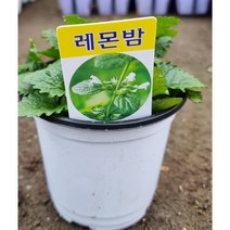 허브 레몬밤 3개 묶음 판매
