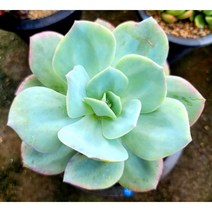 백봉 (묵은둥이 목대)