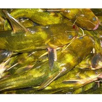 빠가사리 동자개 500-1kg 민물고기 퉁가리 퉁사리 민물매운탕, 빠가사리(동자개)500g( 420g내외) (2-5마리), 1개