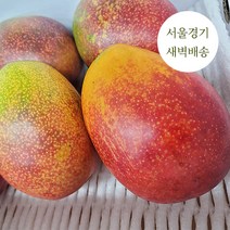 새벽배송 당일배송 프리미엄 수입산 애플망고 당도최고 1kg 2kg 4kg 새벽경매 가락시장, 프리미엄 수입산 애플망고 1kg, 1개
