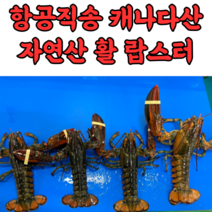 자연산 캐나다 활 랍스터 랍스타 바닷가재 500g 600g 700g 1kg, 활랍스터_1kg